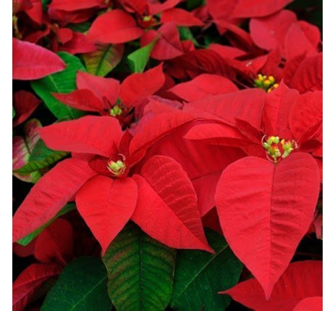 Кімнатна рослина "Пуансетія"