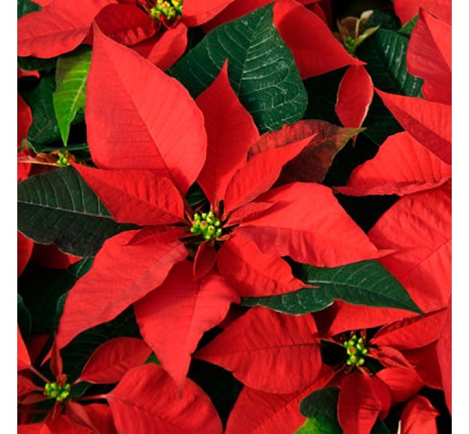 Кімнатна рослина "Пуансетія"