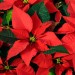 Кімнатна рослина "Пуансетія"