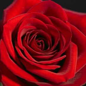 Букет "Освідчення в коханні" Гран Прі та Аваланч 201 троянда 70 см Букет "Освідчення в коханні" Гран Прі та Аваланч 201 троянда 70 см