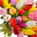 101 кольоровий тюльпан!