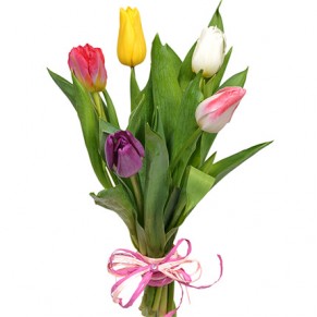 5 разноцветных тюльпанов