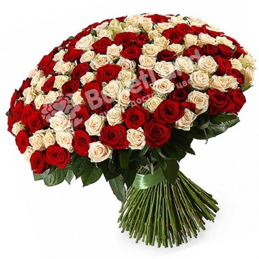201 роза микс красно-белая 60 см