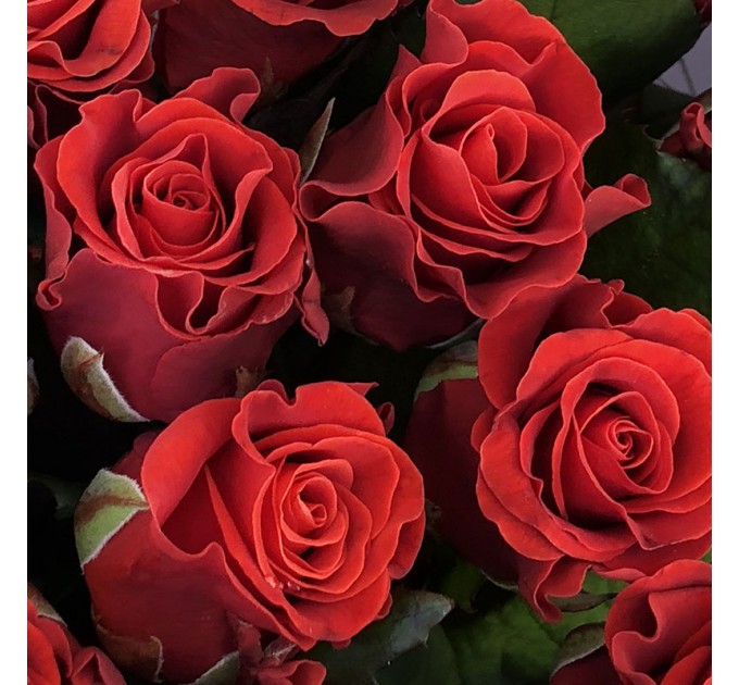 21 червона троянда 50 см Ель Торо
