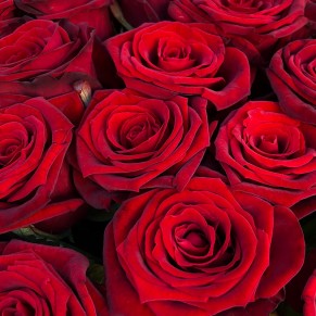 21 червона троянда 60 см Гран Прі 21 червона троянда 60 см Гран Прі