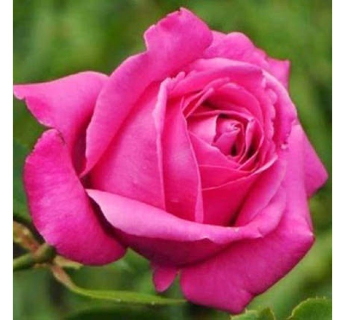 Букет в конус-пакете "11 розовых роз"