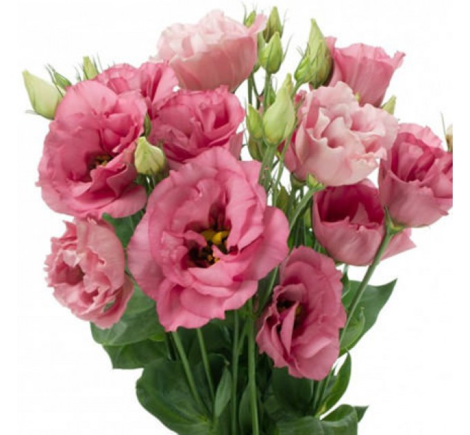 Букет в конус-пакете "Поэтический этюд"