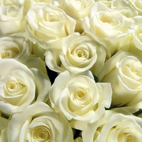 Букет з 7 білих троянд 60 см Білуга Букет з 7 білих троянд 60 см Білуга