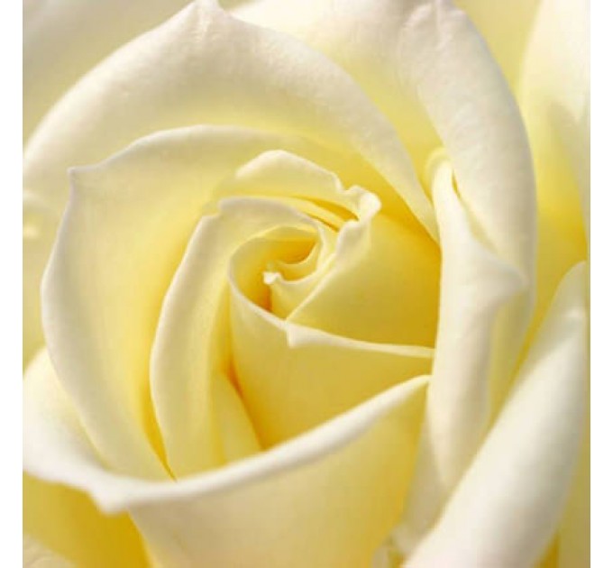 Букет з 7 білих троянд 60 см Білуга