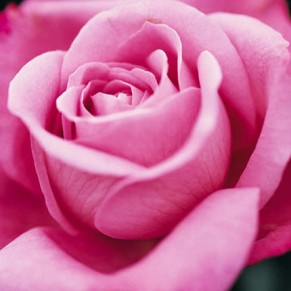 Букет із 7 рожевих троянд Аква 60см Букет із 7 рожевих троянд Аква 60см