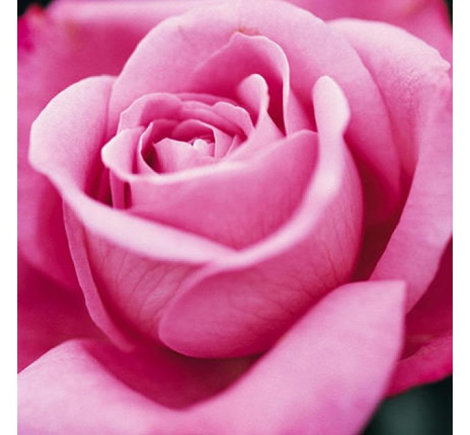 Букет із 7 рожевих троянд Аква 60см