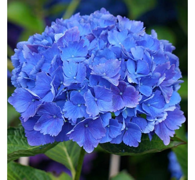 Стильный букет "Голубая лагуна"