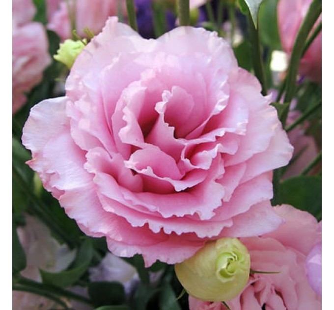 Стильный букет "Голубая лагуна"