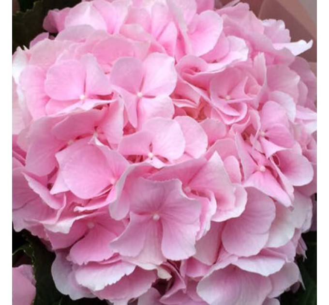 Букет "Моя родная!"