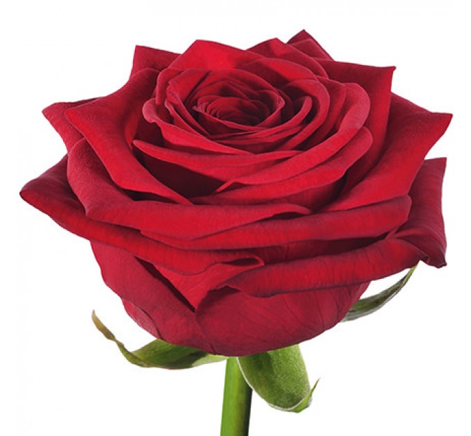 Цветы в коробке "Love You!!!"