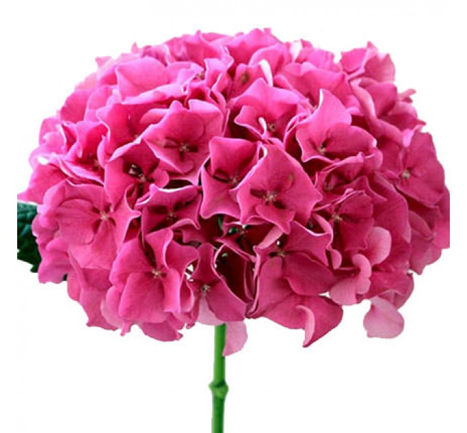 Букет "Мелодия любви"