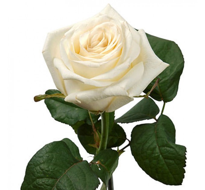 Букет "Изящный реверанс"