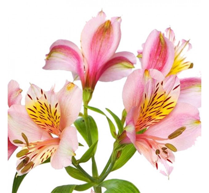 Букет "Моя неземная любовь!"