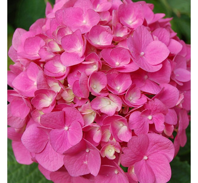 Романтический букет "Небеса"