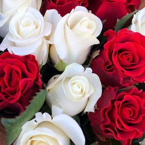 25 троянд мікс червоно-білі 50 см Ель Торо та Білуга 25 троянд мікс червоно-білі 50 см Ель Торо та Білуга