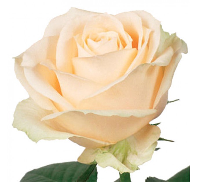 Купить Букет «Прекрасный комплимент» с Доставкой по Киеву: Ваш Отличный Выбор!