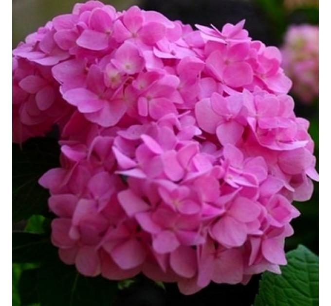 Гигантский букет "Нежное сердце!"