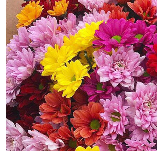 Отличное предложение: 15 разноцветных хризантем с доставкой по Киеву!