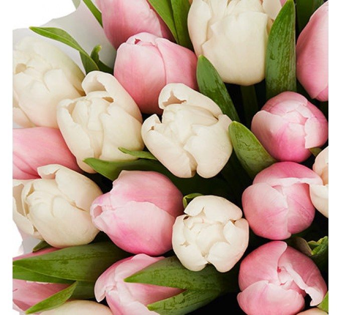 Цветы в коробке "25 белых и розовых тюльпанов"
