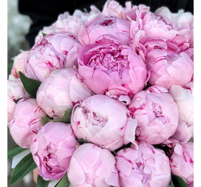 29 пионов в шляпной коробке