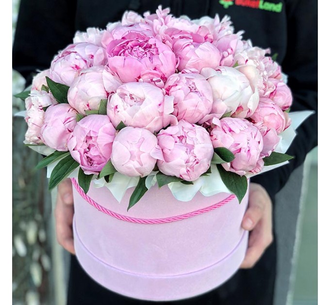 29 пионов в шляпной коробке