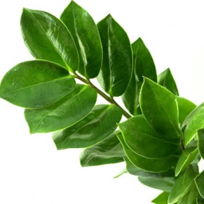 Комнатное растение "Замиокулькас"