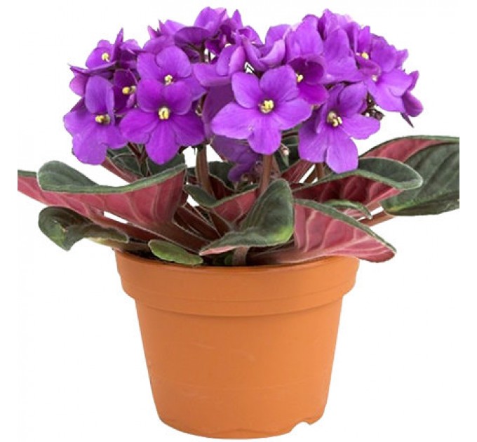 "Унікальна Кімнатна Рослина "Фіалка" - Доставка по Києву!"