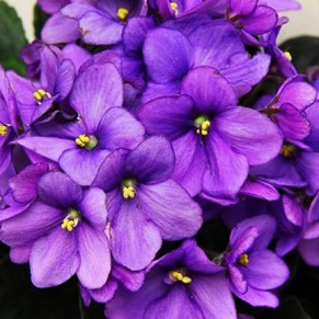 Комнатное растение "Фиалка"