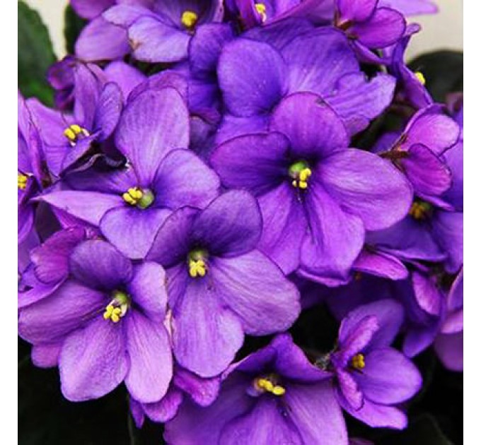 "Унікальна Кімнатна Рослина "Фіалка" - Доставка по Києву!"