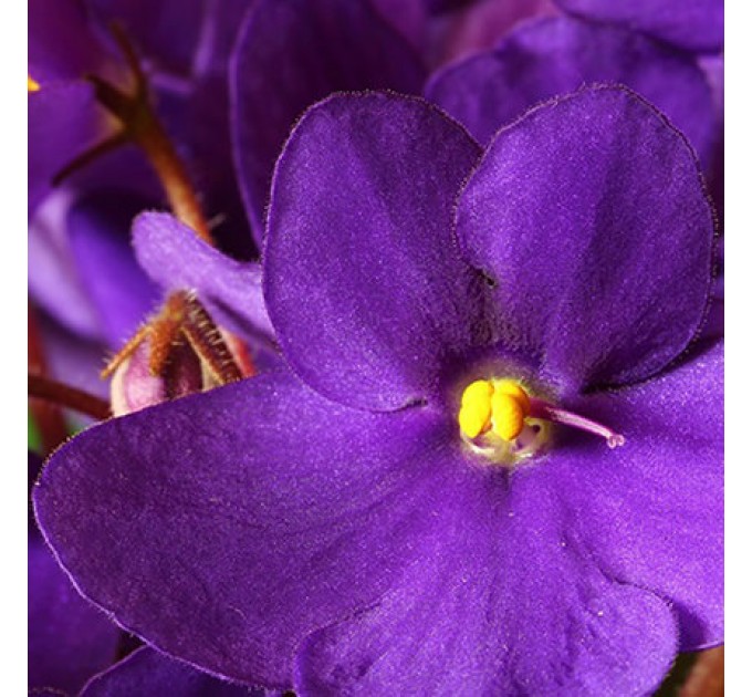 "Унікальна Кімнатна Рослина "Фіалка" - Доставка по Києву!"