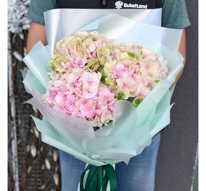 3 гортензии в ассортименте