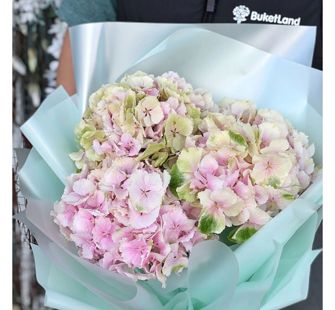 3 гортензии в ассортименте