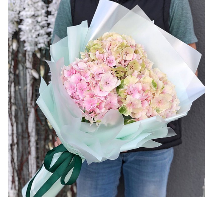 3 гортензии в ассортименте