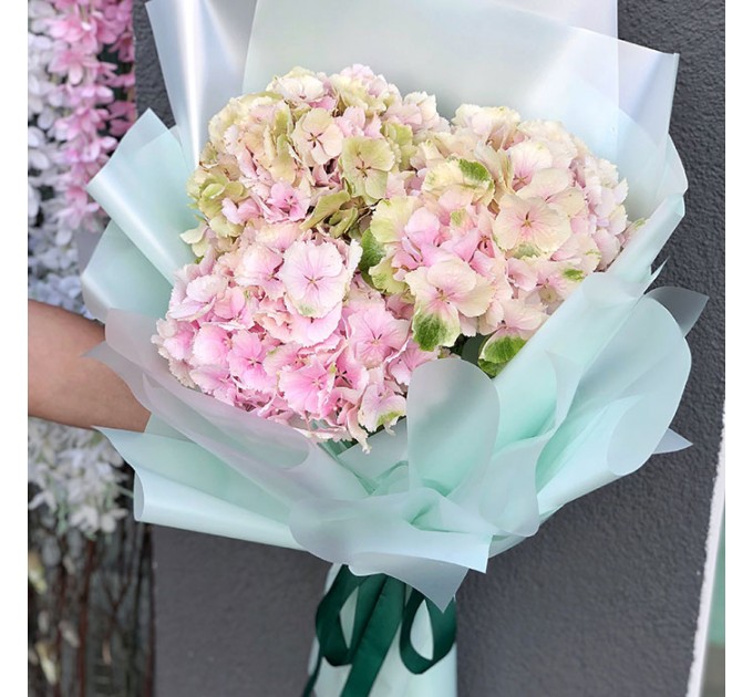 3 гортензии в ассортименте