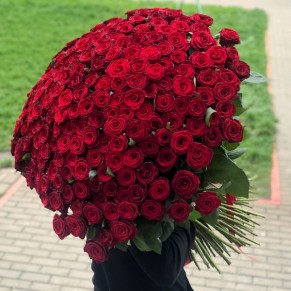 301 Метро червона троянда Еквадор 301 Метро червона троянда Еквадор