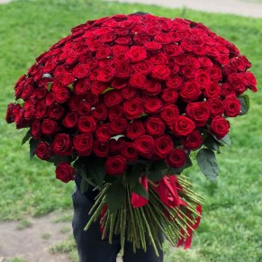 301 Метровая красная роза Эквадор 
