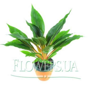 Комнатное растение "Хлорофитум"