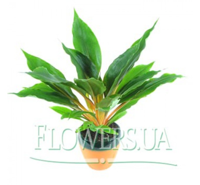 Комнатное растение "Хлорофитум"