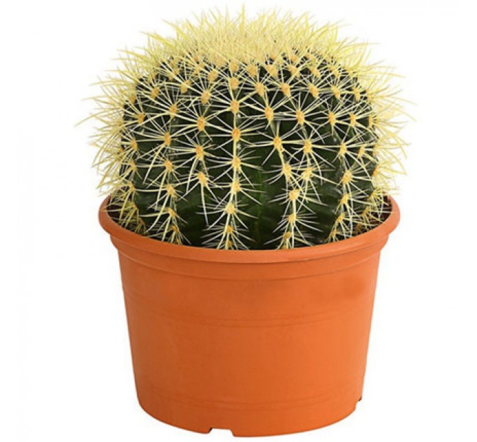 Кімнатна рослина "Кактус" (Великий)