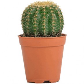 Кімнатна рослина "Кактус" (маленький)