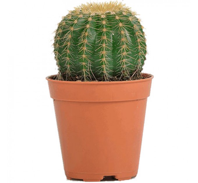 Кімнатна рослина "Кактус" (маленький)
