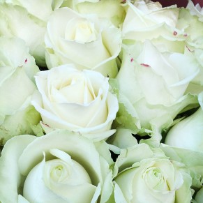 31 біла троянда 60 см Аваланч 31 біла троянда 60 см Аваланч