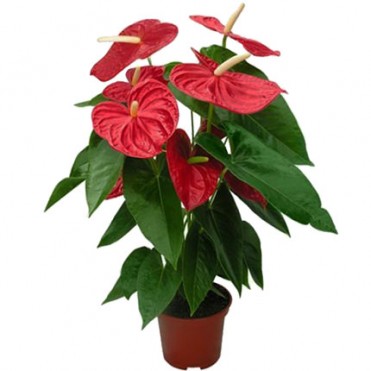 Кімнатна рослина "Антуріум"