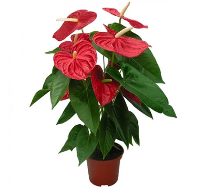 Купити Неповторний Антуріум для Вашої Кімнати з Швидкою Доставкою по Києву