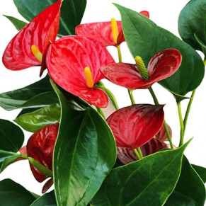 Комнатное растение "Антуриум"